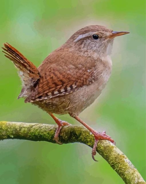 English wren on stick Diamond Paintings