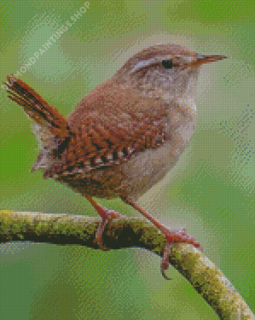 English wren on stick Diamond Paintings