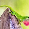 Green Anole lizard Diamond Paintings