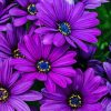 Purple plant flowers Diamond Paintings