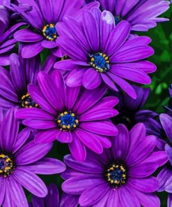 Purple plant flowers Diamond Paintings