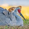 Sandhill crane With Baby Diamond Paintings