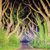 The dark hedges At Night Diamond Paints