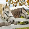 The percherons horses Diamond Paintings