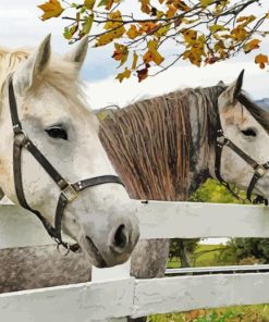 The percherons horses Diamond Paintings