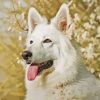 White Swiss Shepherd Dog Pet Diamond With Numbers