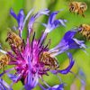 bees on purple flowers Diamond Paintings