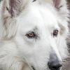 white german shepherd face Diamond Paintings