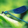 Aesthetic Blue Dragonfly Diamond Paintings