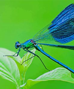 Blue Dragonfly Insect Diamond Paintings