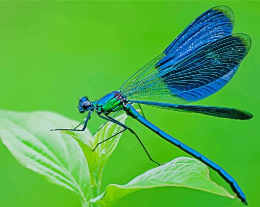 Blue Dragonfly Insect Diamond Paintings