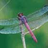 Beautiful Purple Dragonfly Diamond Paintings