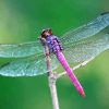 Beautiful Purple Dragonfly Diamond Paintings