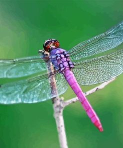 Beautiful Purple Dragonfly Diamond Paintings