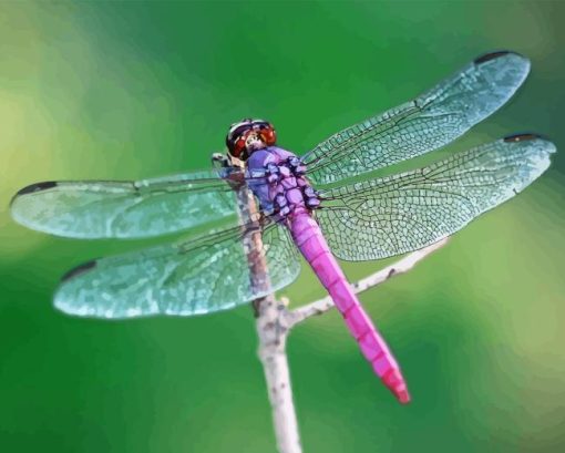 Beautiful Purple Dragonfly Diamond Paintings