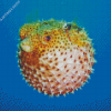 Puffer fish Diamond Paints