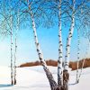 Snow White birches Diamond By Numbers