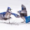 Two Blue Jay In Winter snow Diamond With Numbers