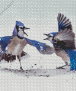 Two Blue Jay In Winter snow Diamond With Numbers