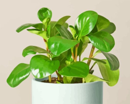 peperomia Diamond With Numbers