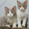 selkirk rex cats Diamond Paintings