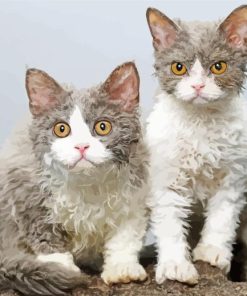 selkirk rex cats Diamond Paintings