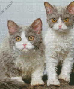 selkirk rex cats Diamond Paintings