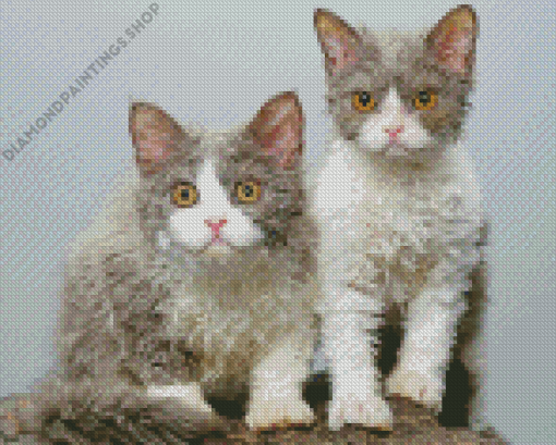 selkirk rex cats Diamond Paintings