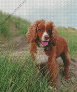 working spaniel Diamond Paints