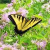 yelow butterfly in Wild bergamot Diamond With Numbers