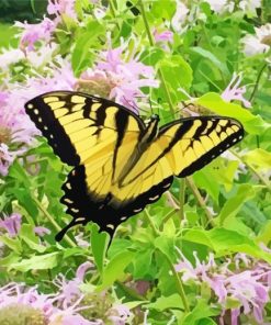 yelow butterfly in Wild bergamot Diamond With Numbers