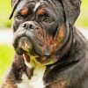 Black Old English Bulldog Diamond Paints