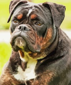 Black Old English Bulldog Diamond Paints