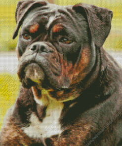 Black Old English Bulldog Diamond Paints