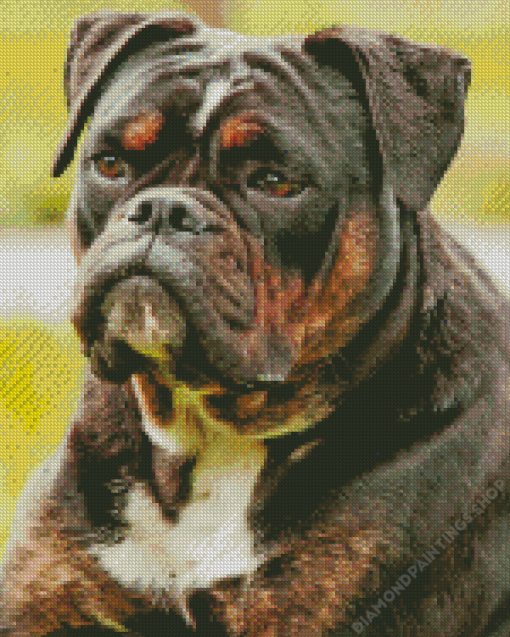 Black Old English Bulldog Diamond Paints