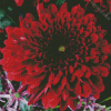 Red chrysanthemum plant Diamond Paints