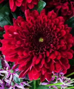 Red chrysanthemum plant Diamond Paints