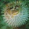 Blowfish underwater Diamond By Numbers