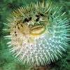 Blowfish underwater Diamond By Numbers