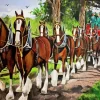 Budweiser Clydesdales Art Diamond By Numbers