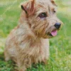 Norfolk Terrier Diamond Paintings