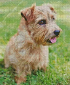 Norfolk Terrier Diamond Paintings