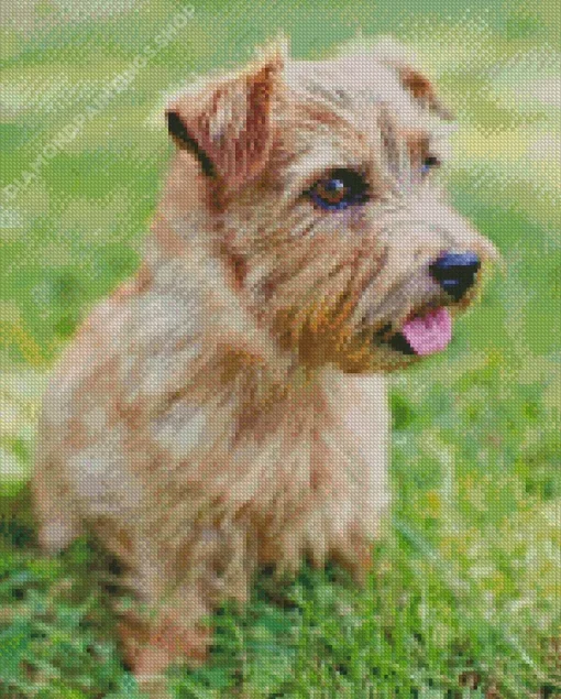 Norfolk Terrier Diamond Paintings