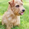 Norfolk Terrier Diamond Paintings