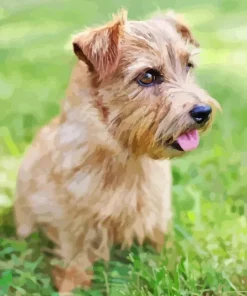 Norfolk Terrier Diamond Paintings