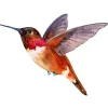 Rufous Hummingbird Art Diamond Paintings