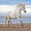 White horse at beach Diamond By Numbers