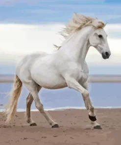 White horse at beach Diamond By Numbers