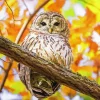 autumn owl Diamond Paintings