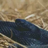 black Common Adder Diamond By Numbers